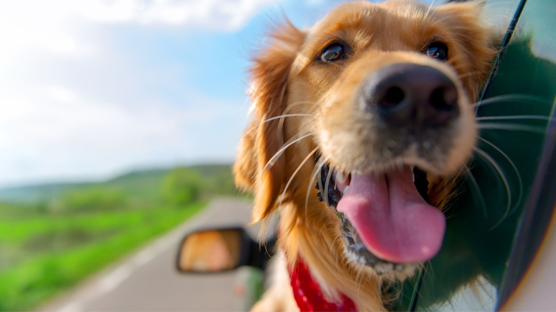 Car Travel With Your Dog CVS Ltd