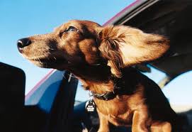 drive more efficiently, dog head out of window drive more efficiently, dog head out of window